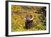 Bighorn ram on Wilcox Ridge, Jasper National Park, Alberta, Canada.-Russ Bishop-Framed Photographic Print