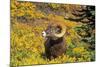 Bighorn ram on Wilcox Ridge, Jasper National Park, Alberta, Canada.-Russ Bishop-Mounted Photographic Print