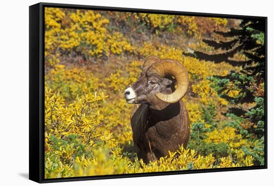 Bighorn ram on Wilcox Ridge, Jasper National Park, Alberta, Canada.-Russ Bishop-Framed Stretched Canvas