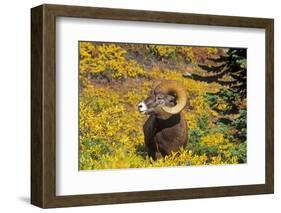 Bighorn ram on Wilcox Ridge, Jasper National Park, Alberta, Canada.-Russ Bishop-Framed Photographic Print