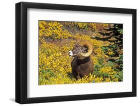 Bighorn ram on Wilcox Ridge, Jasper National Park, Alberta, Canada.-Russ Bishop-Framed Photographic Print