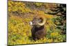 Bighorn ram on Wilcox Ridge, Jasper National Park, Alberta, Canada.-Russ Bishop-Mounted Photographic Print