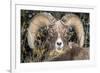 Bighorn Ram Portrait, Wyoming, USA-Art Wolfe Wolfe-Framed Photographic Print