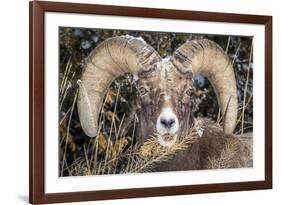 Bighorn Ram Portrait, Wyoming, USA-Art Wolfe Wolfe-Framed Photographic Print