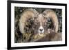 Bighorn Ram Portrait, Wyoming, USA-Art Wolfe Wolfe-Framed Photographic Print
