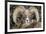 Bighorn Ram Portrait, Wyoming, USA-Art Wolfe Wolfe-Framed Photographic Print