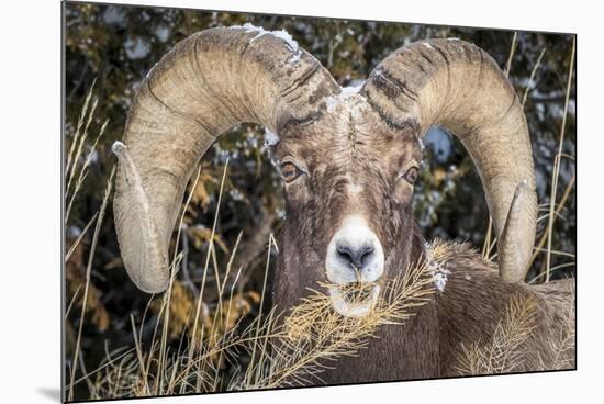 Bighorn Ram Portrait, Wyoming, USA-Art Wolfe Wolfe-Mounted Photographic Print