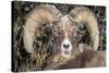 Bighorn Ram Portrait, Wyoming, USA-Art Wolfe Wolfe-Stretched Canvas