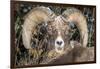 Bighorn Ram Portrait, Wyoming, USA-Art Wolfe Wolfe-Framed Photographic Print