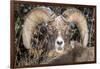 Bighorn Ram Portrait, Wyoming, USA-Art Wolfe Wolfe-Framed Photographic Print