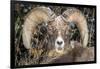 Bighorn Ram Portrait, Wyoming, USA-Art Wolfe Wolfe-Framed Photographic Print