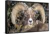 Bighorn Ram Portrait, Wyoming, USA-Art Wolfe Wolfe-Framed Stretched Canvas