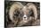 Bighorn Ram Portrait, Wyoming, USA-Art Wolfe Wolfe-Framed Stretched Canvas