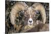 Bighorn Ram Portrait, Wyoming, USA-Art Wolfe Wolfe-Stretched Canvas