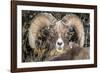 Bighorn Ram Portrait, Wyoming, USA-Art Wolfe Wolfe-Framed Photographic Print