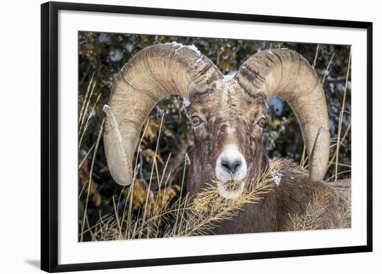 Bighorn Ram Portrait, Wyoming, USA-Art Wolfe Wolfe-Framed Photographic Print