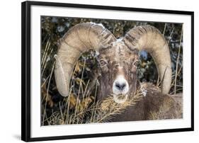 Bighorn Ram Portrait, Wyoming, USA-Art Wolfe Wolfe-Framed Photographic Print