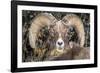 Bighorn Ram Portrait, Wyoming, USA-Art Wolfe Wolfe-Framed Photographic Print