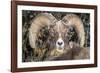 Bighorn Ram Portrait, Wyoming, USA-Art Wolfe Wolfe-Framed Photographic Print