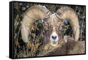 Bighorn Ram Portrait, Wyoming, USA-Art Wolfe Wolfe-Framed Stretched Canvas