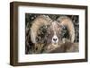 Bighorn Ram Portrait, Wyoming, USA-Art Wolfe Wolfe-Framed Photographic Print