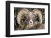 Bighorn Ram Portrait, Wyoming, USA-Art Wolfe Wolfe-Framed Photographic Print