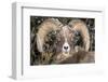 Bighorn Ram Portrait, Wyoming, USA-Art Wolfe Wolfe-Framed Photographic Print