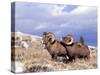 Bighorn Rams on Grassy Slope, Whiskey Mountain, Wyoming, USA-Howie Garber-Stretched Canvas