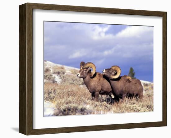 Bighorn Rams on Grassy Slope, Whiskey Mountain, Wyoming, USA-Howie Garber-Framed Premium Photographic Print