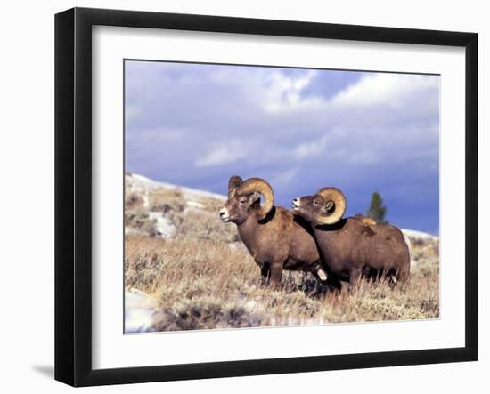 Bighorn Rams on Grassy Slope, Whiskey Mountain, Wyoming, USA-Howie Garber-Framed Premium Photographic Print