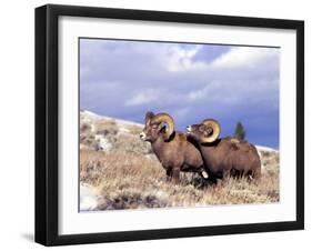 Bighorn Rams on Grassy Slope, Whiskey Mountain, Wyoming, USA-Howie Garber-Framed Premium Photographic Print
