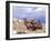 Bighorn Rams on Grassy Slope, Whiskey Mountain, Wyoming, USA-Howie Garber-Framed Premium Photographic Print