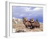 Bighorn Rams on Grassy Slope, Whiskey Mountain, Wyoming, USA-Howie Garber-Framed Premium Photographic Print