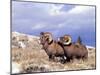 Bighorn Rams on Grassy Slope, Whiskey Mountain, Wyoming, USA-Howie Garber-Mounted Premium Photographic Print