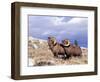 Bighorn Rams on Grassy Slope, Whiskey Mountain, Wyoming, USA-Howie Garber-Framed Photographic Print