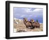 Bighorn Rams on Grassy Slope, Whiskey Mountain, Wyoming, USA-Howie Garber-Framed Photographic Print