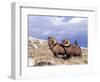 Bighorn Rams on Grassy Slope, Whiskey Mountain, Wyoming, USA-Howie Garber-Framed Photographic Print