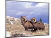 Bighorn Rams on Grassy Slope, Whiskey Mountain, Wyoming, USA-Howie Garber-Mounted Photographic Print