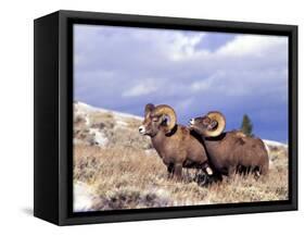 Bighorn Rams on Grassy Slope, Whiskey Mountain, Wyoming, USA-Howie Garber-Framed Stretched Canvas