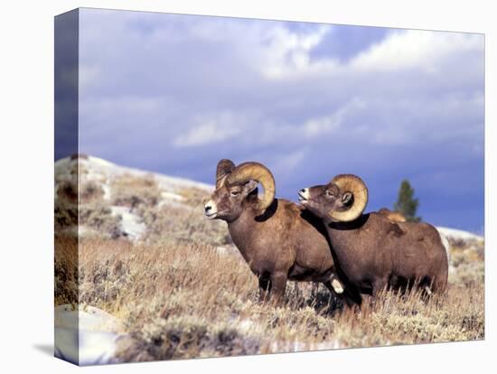 Bighorn Rams on Grassy Slope, Whiskey Mountain, Wyoming, USA-Howie Garber-Stretched Canvas