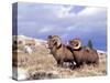 Bighorn Rams on Grassy Slope, Whiskey Mountain, Wyoming, USA-Howie Garber-Stretched Canvas