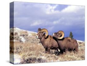 Bighorn Rams on Grassy Slope, Whiskey Mountain, Wyoming, USA-Howie Garber-Stretched Canvas