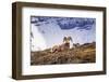 Bighorn rams on Wilcox Ridge under Mount Athabasca, Jasper National Park, Alberta, Canada-Russ Bishop-Framed Photographic Print