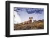 Bighorn rams on Wilcox Ridge under Mount Athabasca, Jasper National Park, Alberta, Canada-Russ Bishop-Framed Photographic Print