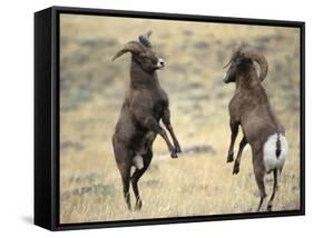 Bighorn Rams, Whiskey Mountain, Wind River Mountains, near Dubois, Wyoming, USA-Howie Garber-Framed Stretched Canvas