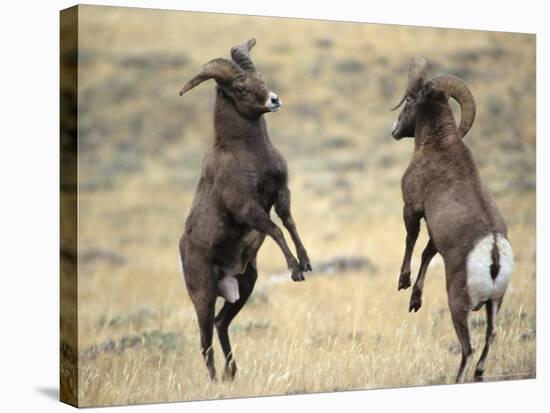 Bighorn Rams, Whiskey Mountain, Wind River Mountains, near Dubois, Wyoming, USA-Howie Garber-Stretched Canvas