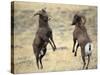 Bighorn Rams, Whiskey Mountain, Wind River Mountains, near Dubois, Wyoming, USA-Howie Garber-Stretched Canvas