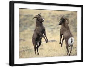 Bighorn Rams, Whiskey Mountain, Wind River Mountains, near Dubois, Wyoming, USA-Howie Garber-Framed Photographic Print