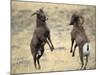 Bighorn Rams, Whiskey Mountain, Wind River Mountains, near Dubois, Wyoming, USA-Howie Garber-Mounted Photographic Print