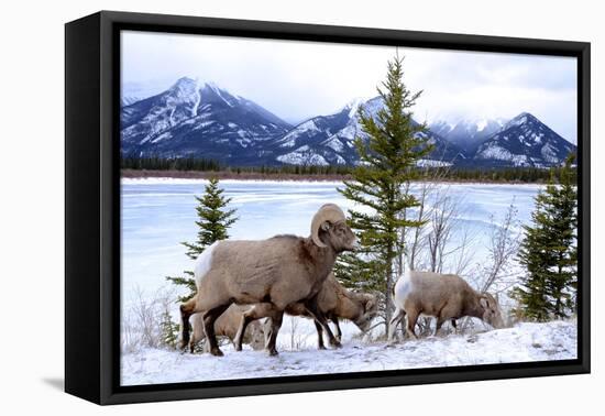 Bighorn Sheep Against Athabasca River, Jasper National Park, Alberta, Canada-Richard Wright-Framed Stretched Canvas